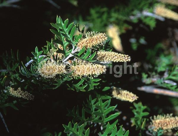 Yellow blooms; White blooms; Evergreen