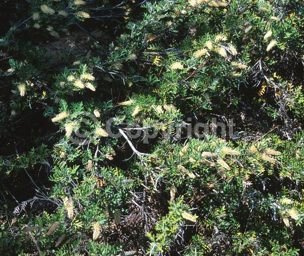 Yellow blooms; White blooms; Evergreen