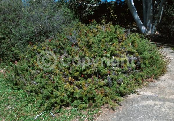 Red blooms; Yellow blooms; Evergreen