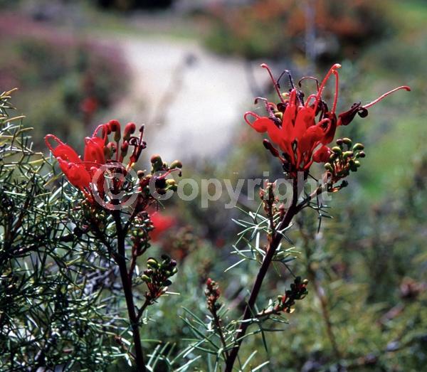 Red blooms; Yellow blooms; Evergreen