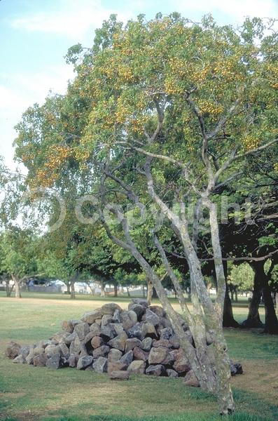 Blue blooms; Evergreen; Needles or needle-like leaf