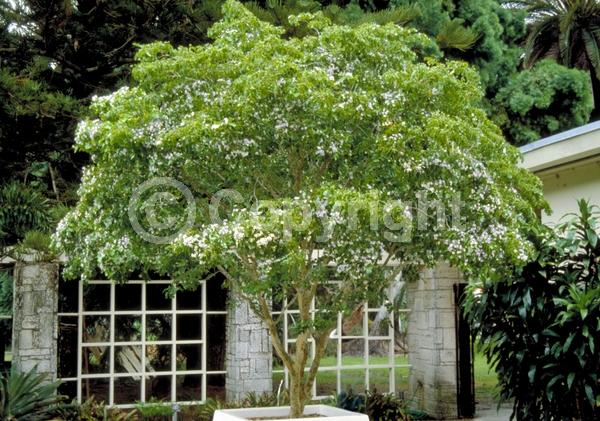 Blue blooms; Evergreen; Needles or needle-like leaf