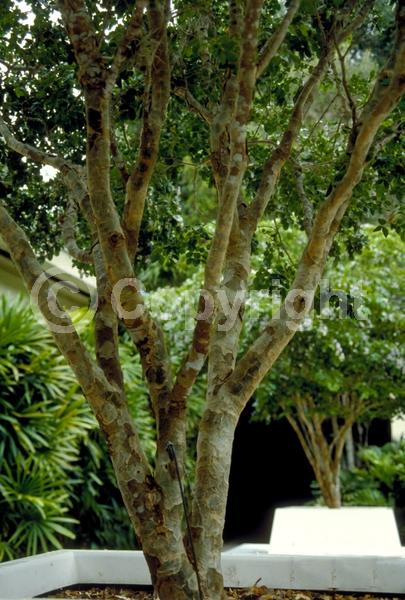 Blue blooms; Evergreen; Needles or needle-like leaf