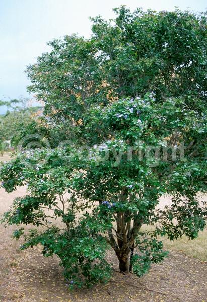Blue blooms; Evergreen; Needles or needle-like leaf