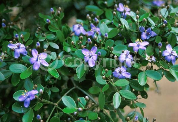 Blue blooms; Evergreen; Needles or needle-like leaf