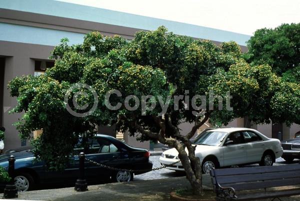 Blue blooms; Evergreen; Needles or needle-like leaf