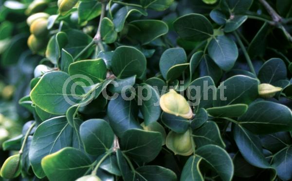 Blue blooms; Evergreen; Needles or needle-like leaf