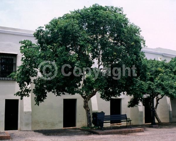 Blue blooms; Evergreen; Needles or needle-like leaf
