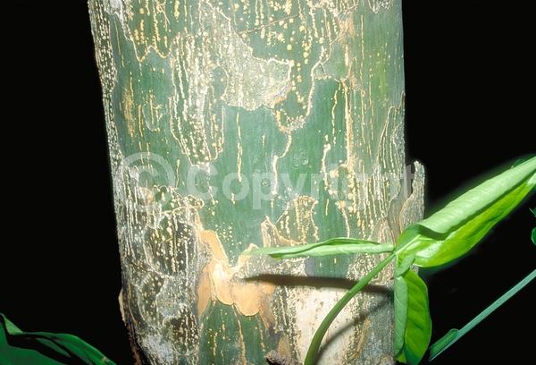 Blue blooms; Evergreen; Needles or needle-like leaf