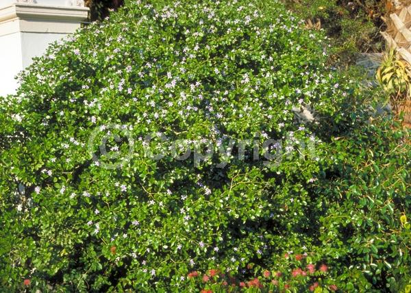 Blue blooms; Evergreen; Needles or needle-like leaf; North American Native