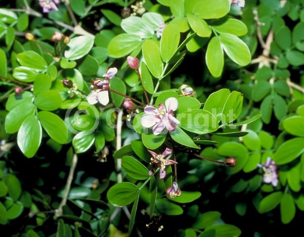 Blue blooms; Evergreen; Needles or needle-like leaf; North American Native