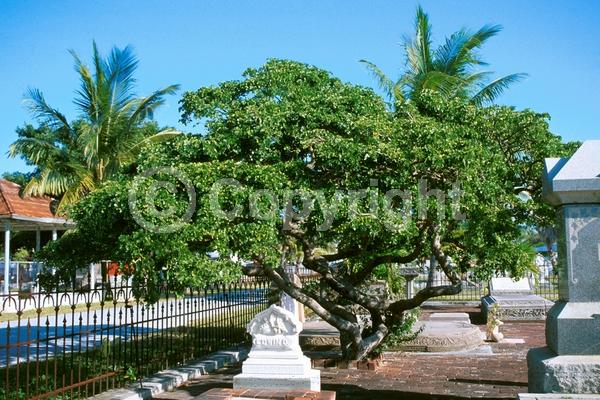 Blue blooms; Evergreen; Needles or needle-like leaf; North American Native