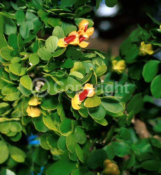Blue blooms; Evergreen; Needles or needle-like leaf; North American Native