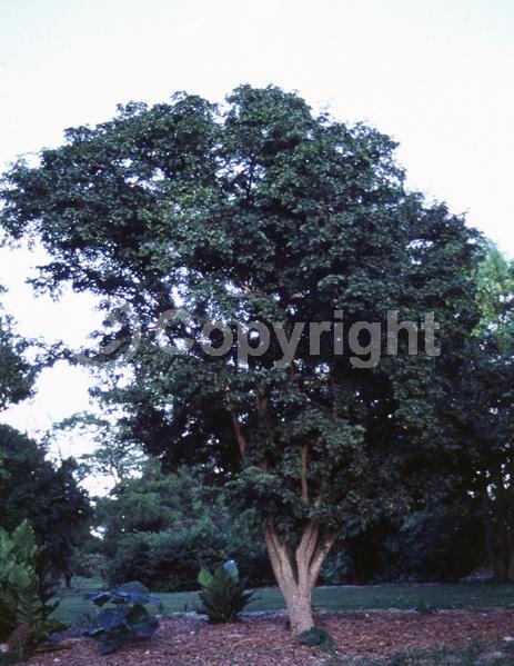 Blue blooms; Evergreen; Needles or needle-like leaf; North American Native