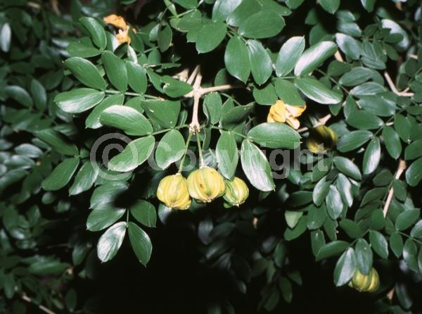 Blue blooms; Evergreen; Needles or needle-like leaf; North American Native