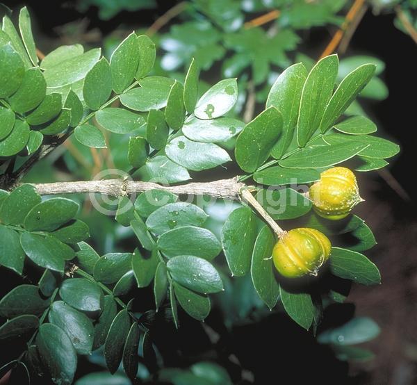 Blue blooms; Evergreen; Needles or needle-like leaf; North American Native