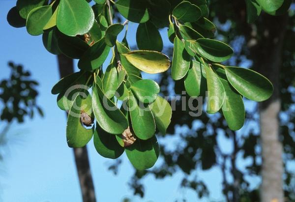 Yellow blooms; Purple blooms; Evergreen; North American Native