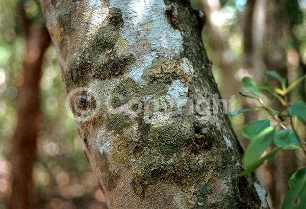 Yellow blooms; Purple blooms; Evergreen; North American Native
