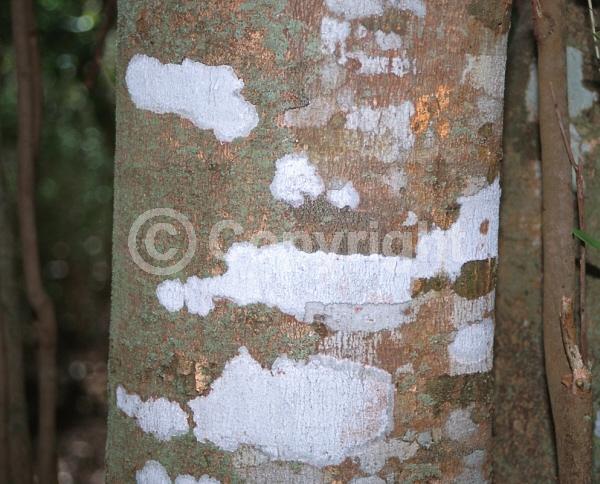 Yellow blooms; Purple blooms; Evergreen; North American Native
