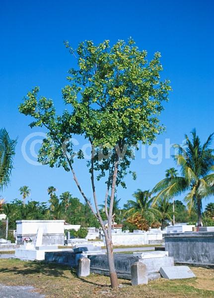 Yellow blooms; Purple blooms; Evergreen; North American Native