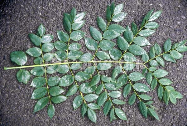 White blooms; Deciduous; Broadleaf; North American Native