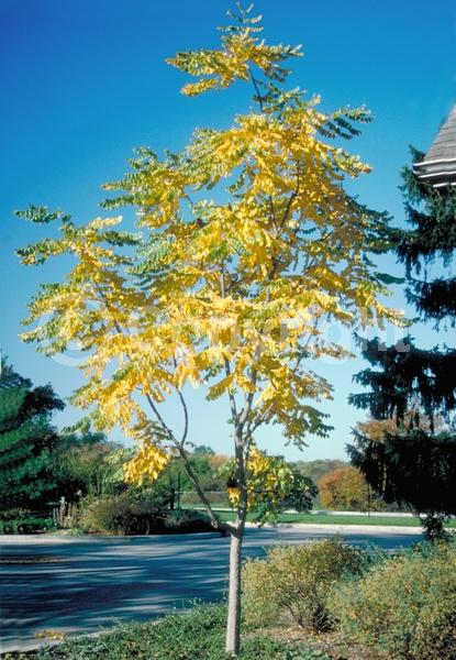 White blooms; Deciduous; Broadleaf; North American Native