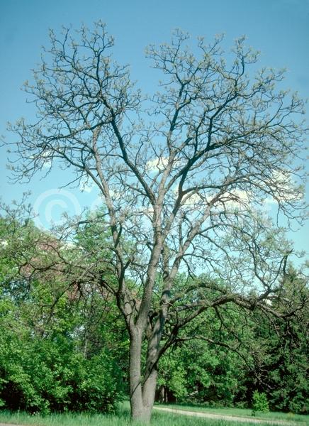 White blooms; Deciduous; Broadleaf; North American Native