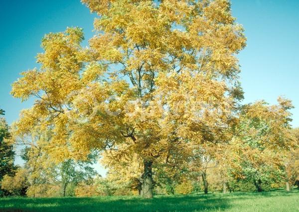 White blooms; Deciduous; Broadleaf; North American Native