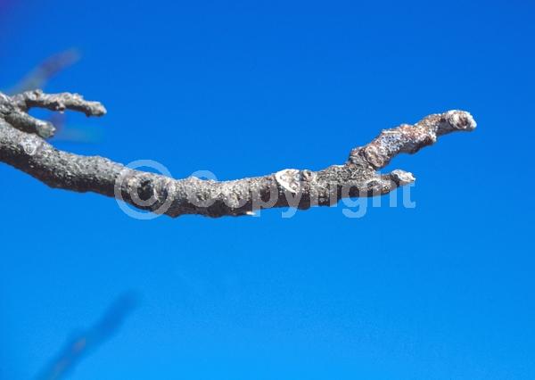 White blooms; Deciduous; Broadleaf; North American Native