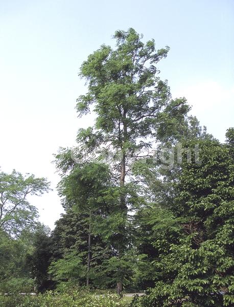White blooms; Deciduous; Broadleaf; North American Native