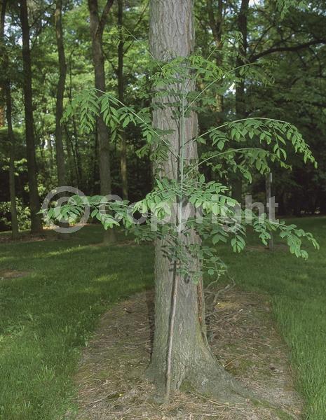 White blooms; Deciduous; Broadleaf; North American Native