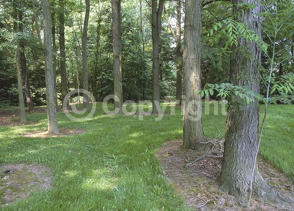 White blooms; Deciduous; Broadleaf; North American Native