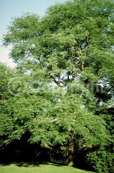 White blooms; Deciduous; Broadleaf; North American Native