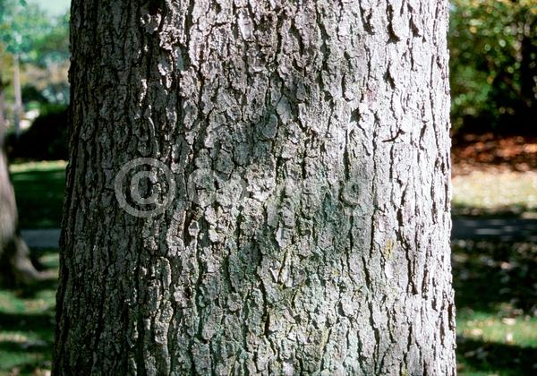 White blooms; Deciduous; Broadleaf; North American Native