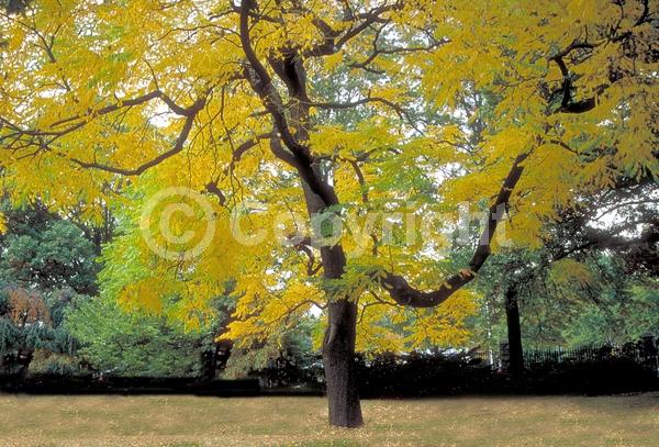 White blooms; Deciduous; Broadleaf; North American Native