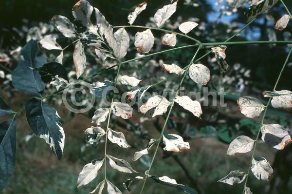 White blooms; Deciduous; Broadleaf; North American Native