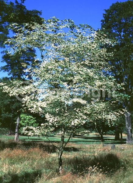 White blooms; Deciduous; Broadleaf; North American Native