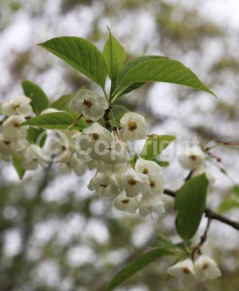 White blooms; Deciduous; Broadleaf; North American Native