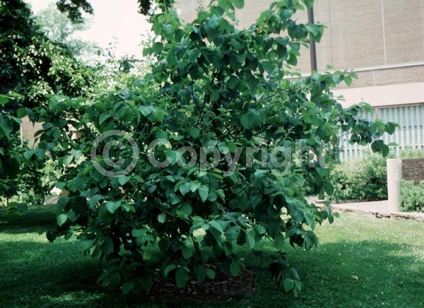 White blooms; Deciduous; Broadleaf; North American Native
