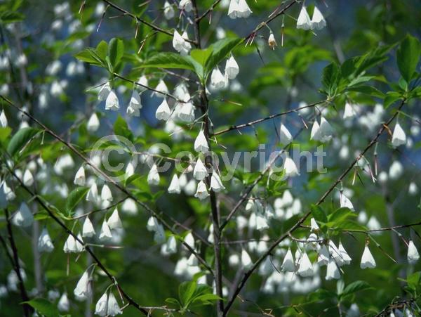 White blooms; Deciduous; Broadleaf; North American Native