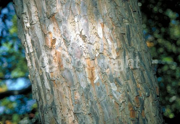 White blooms; Deciduous; Broadleaf; North American Native