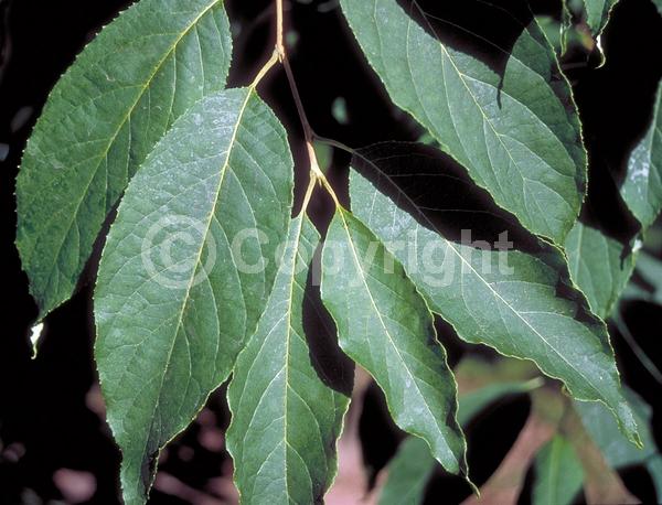 White blooms; Deciduous; Broadleaf; North American Native