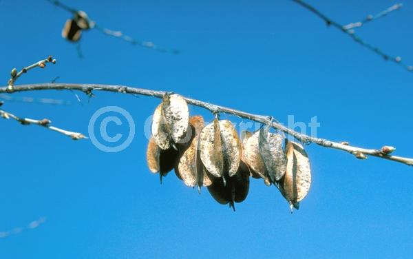 White blooms; Deciduous; Broadleaf; North American Native
