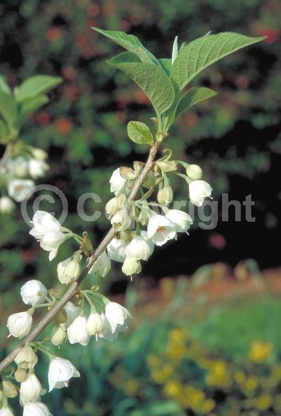 White blooms; Deciduous; Broadleaf; North American Native