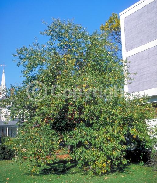 White blooms; Deciduous; Broadleaf; North American Native