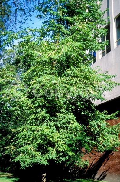 White blooms; Deciduous; Broadleaf; North American Native
