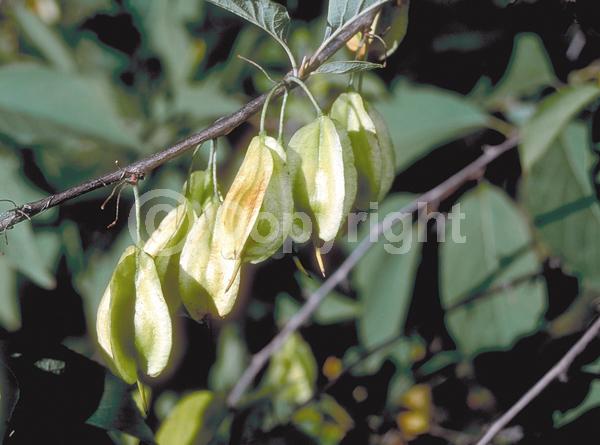 White blooms; Deciduous; Broadleaf; North American Native