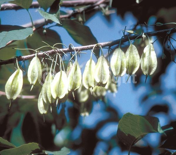 White blooms; Deciduous; Broadleaf; North American Native