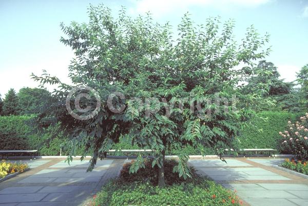 White blooms; Deciduous; Broadleaf; North American Native