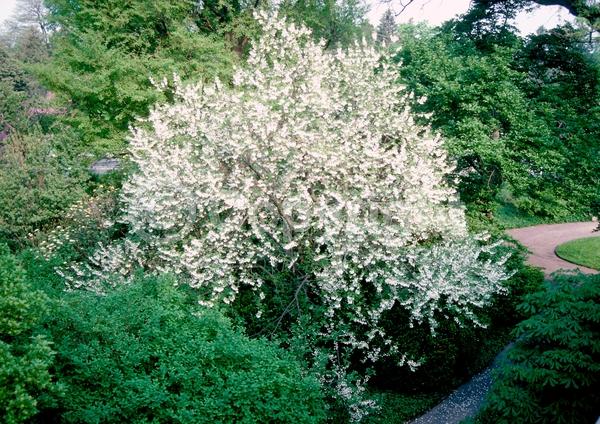 White blooms; Deciduous; Broadleaf; North American Native